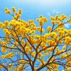 Yellow Blossom Tree Paint By Numbers