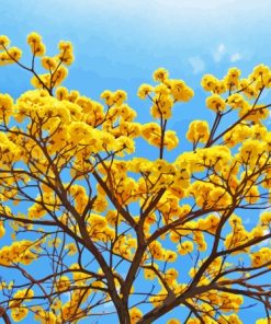 Yellow Blossom Tree Paint By Numbers