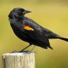 Yellow Winged Blackbird Paint By Numbers