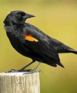 Yellow Winged Blackbird Paint By Numbers