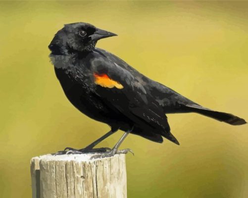 Yellow Winged Blackbird Paint By Numbers