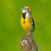 Aesthetic Dickcissel Paint By Numbers