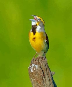 Aesthetic Dickcissel Paint By Numbers