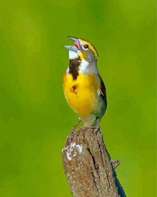 Aesthetic Dickcissel Paint By Numbers