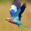 Aesthetic Lilac Breasted Roller Paint By Numbers