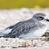 Aesthetic New Zealand Dotterel Paint By Numbers