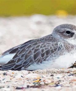 Aesthetic New Zealand Dotterel Paint By Numbers