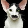 Black And White Oriental Shorthair Paint By Numbers