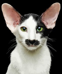 Black And White Oriental Shorthair Paint By Numbers