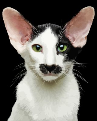 Black And White Oriental Shorthair Paint By Numbers