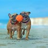 Bulldogs Playing At The Beach Paint By Numbers