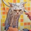 Cat Hate Her Shower Paint By Numbers