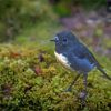 Cool South Island Robin Paint By Numbers