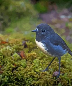 Cool South Island Robin Paint By Numbers