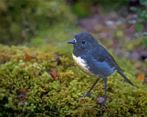 Cool South Island Robin Paint By Numbers