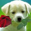 Cool Puppy With Rose Paint By Numbers