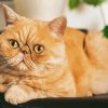 Cute Exotic Shorthair Cat Paint By Numbers