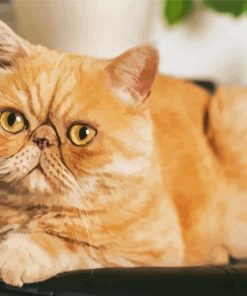 Cute Exotic Shorthair Cat Paint By Numbers