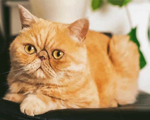Cute Exotic Shorthair Cat Paint By Numbers