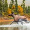 Moose In Lake Paint By Numbers