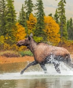 Moose In Lake Paint By Numbers