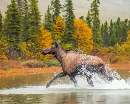 Moose In Lake Paint By Numbers