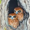 Ninoxe Boobook Birds Couple Paint By Numbers