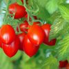 Roma Tomato Plant Paint By Numbers