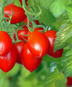 Roma Tomato Plant Paint By Numbers