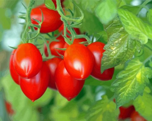 Roma Tomato Plant Paint By Numbers