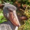 Shoebill Side View Paint By Numbers