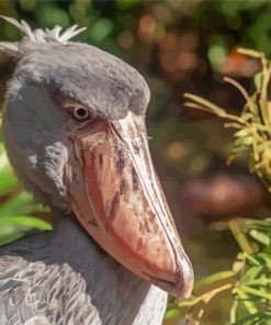 Shoebill Side View Paint By Numbers