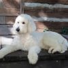 White Golden Doodle Paint By Numbers