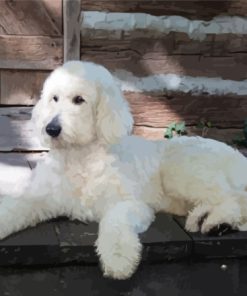 White Golden Doodle Paint By Numbers