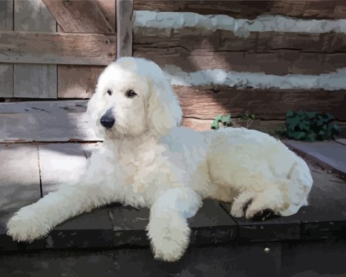 White Golden Doodle Paint By Numbers