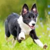 Aesthetic Smooth Collie Paint By Numbers