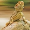 Bearded Dragon Animal Paint By Numbers