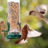 Birds At Bird Feeder Paint By Numbers