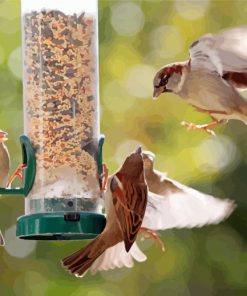 Birds At Bird Feeder Paint By Numbers