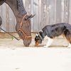 Black Horse With Mini Aussie Paint By Numbers