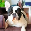 Black And White French Bulldog On Sofa Paint By Numbers