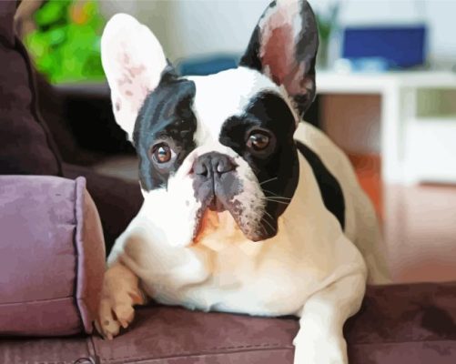 Black And White French Bulldog On Sofa Paint By Numbers