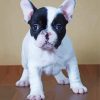 Black And White French Bulldog Paint By Numbers