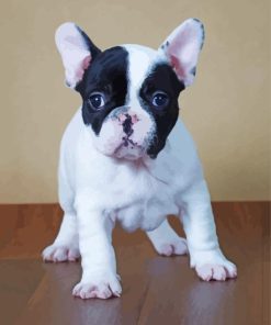 Black And White French Bulldog Paint By Numbers