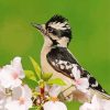 Blossoms Downy Woodpecker Bird Paint By Numbers