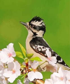 Blossoms Downy Woodpecker Bird Paint By Numbers