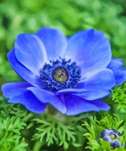 Blue Anenome Paint By Numbers