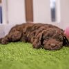 Brown Cockapoo Laying On Grass Paint By Numbers