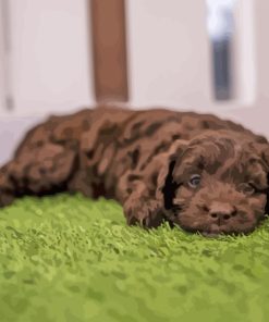 Brown Cockapoo Laying On Grass Paint By Numbers