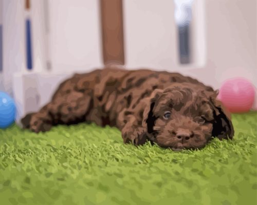 Brown Cockapoo Laying On Grass Paint By Numbers